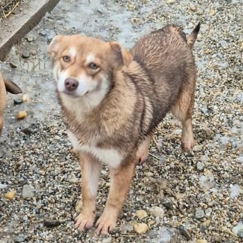 623729403 1470830021276111 2810096654331802173 n