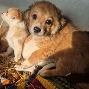 625358366 1074108848209669 8255648510824438666 n