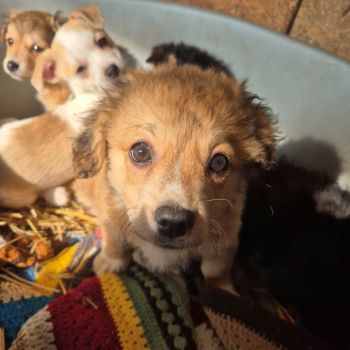 625953328 1956483341937923 8203171289320269008 n