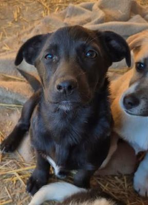 626087605 25738390219197459 8202770534676354439 n (1)