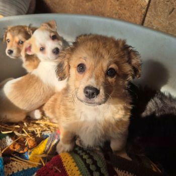 626431868 1414643756783358 8141069130851578183 n