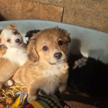 627642520 1415304050142052 4505234921984602297 n