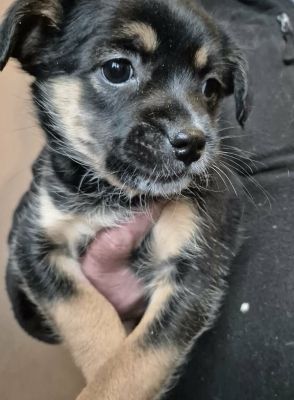 628169711 25935029556137626 4769740553867799081 n