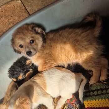 628360103 693095753794528 3340992911991578771 n