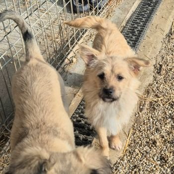 629301162 911067541697865 4527718896140045421 n