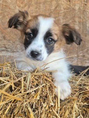 636719182 25847419868271494 8767767866331548034 n