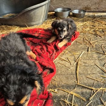 639507759 1449315723421280 5116102440467685046 n