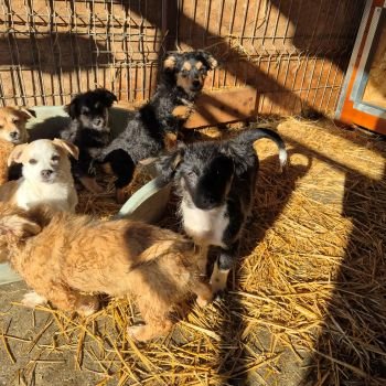 646333298 1465933185269845 8865084496752320791 n