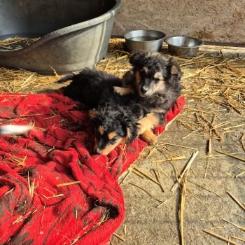 646688550 1728197651492060 1059224347255615726 n