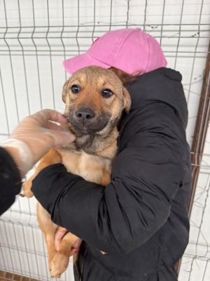 WhatsApp Image 2026 02 17 at 17.11.203