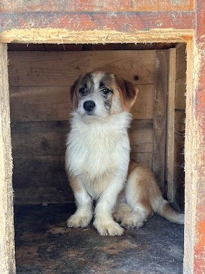 Carina (IN)