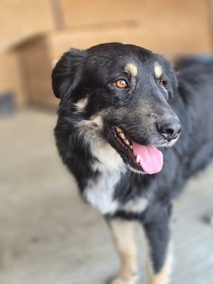 K9 Kopie