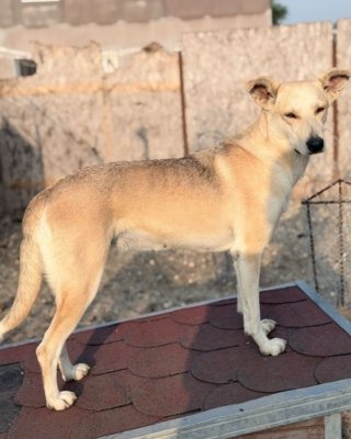 Gipsy