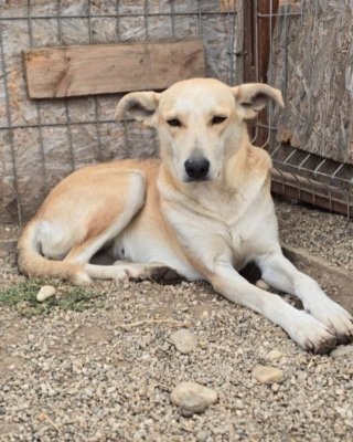 Gipsy