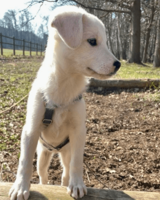 Perla (BV) Perla (BV)