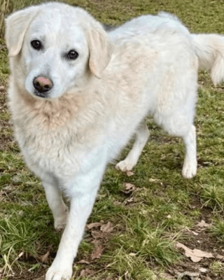 Domino (BV) Domino (BV)