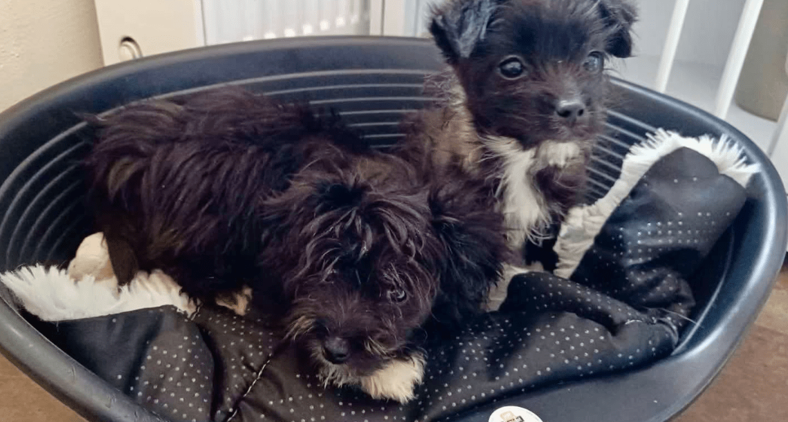 2026 04 06 15 07 38 Posteingang Sina.Rieke Kroeger@oetker.com Outlook