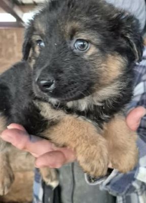 637727424 26064556479851599 1416225155264142101 n