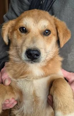 641523567 26073871768920070 857128498913849752 n (1)