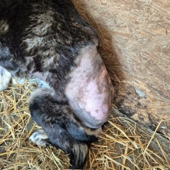 645622646 1386549346559228 8538083188416228016 n