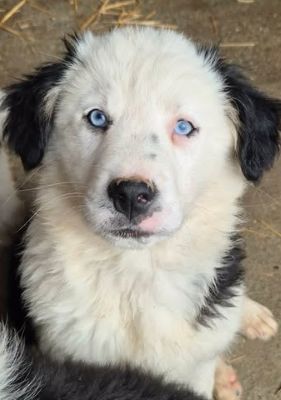 Pepper