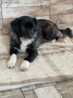 WhatsApp Image 2026 04 06 at 09.21.08