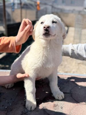 WhatsApp Image 2026 04 06 at 10.47.15