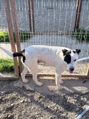 WhatsApp Image 2026 04 08 at 09.06.53