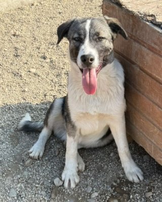 Boomer (BV)