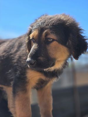 Jax (BV)