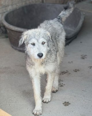 Ronja