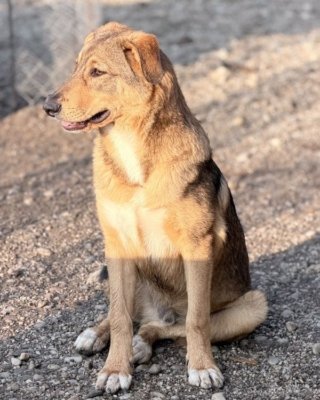Ruben