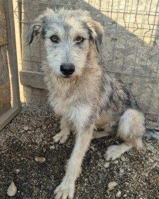 Ronja