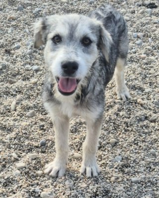 Ronja