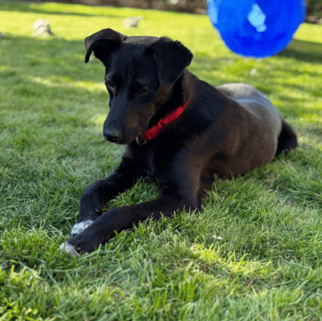 2026 04 29 13 40 25 Chat Rolf, Marisa Microsoft Teams