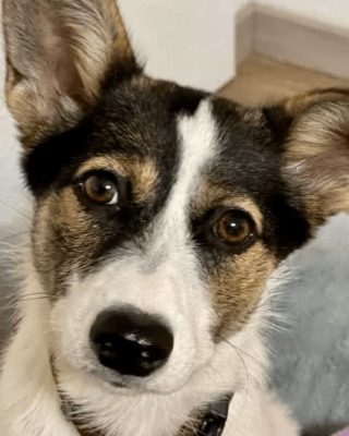 Lotti (BV)
