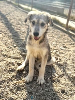 Ronja