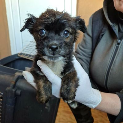 645086436 1323072419351518 3338320108588618507 n