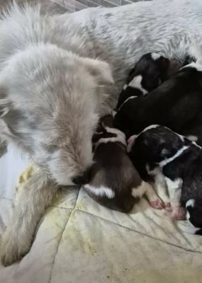 657223442 26343377115302866 5140110587689747172 n