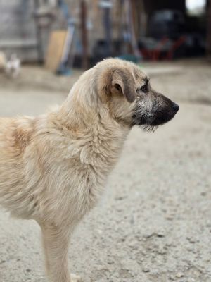 661019290 1395163929298836 4849900312253160962 n