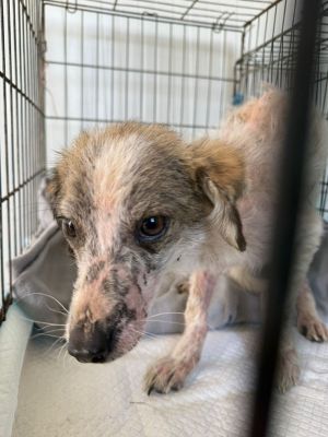 WhatsApp Image 2026 03 29 at 09.11.593