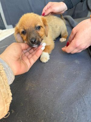 WhatsApp Image 2026 04 08 at 10.53.44