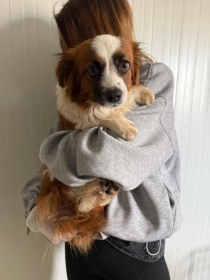 WhatsApp Image 2026 04 13 at 11.47.16