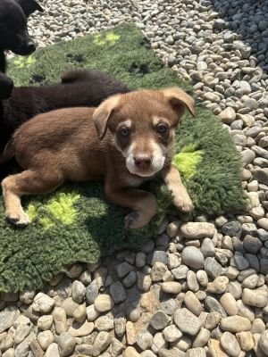 WhatsApp Image 2026 04 17 at 11.18.00