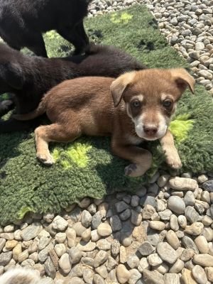 WhatsApp Image 2026 04 17 at 11.18.03