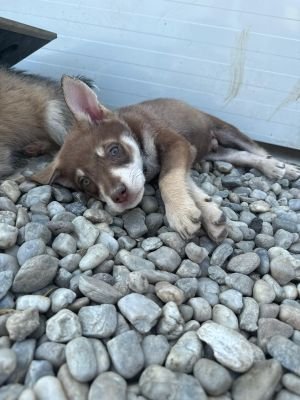 WhatsApp Image 2026 04 17 at 11.18.05