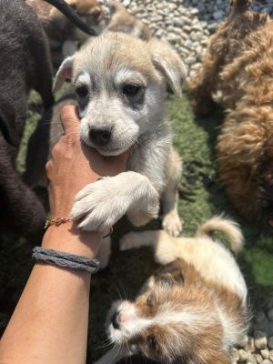 WhatsApp Image 2026 04 17 at 11.19.36