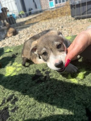 WhatsApp Image 2026 04 17 at 11.25.06 (2)