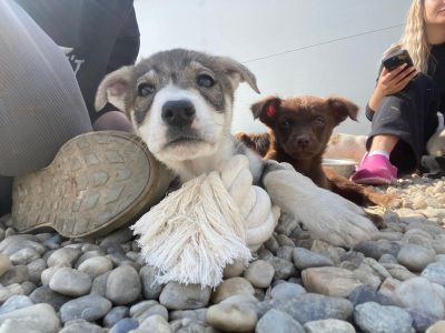 WhatsApp Image 2026 04 17 at 11.25.07