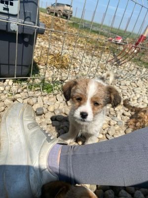 WhatsApp Image 2026 04 17 at 11.30.02 (1)